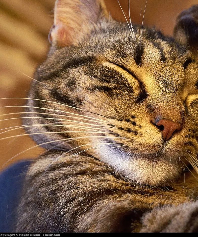 Un gatto tigrato che dorme