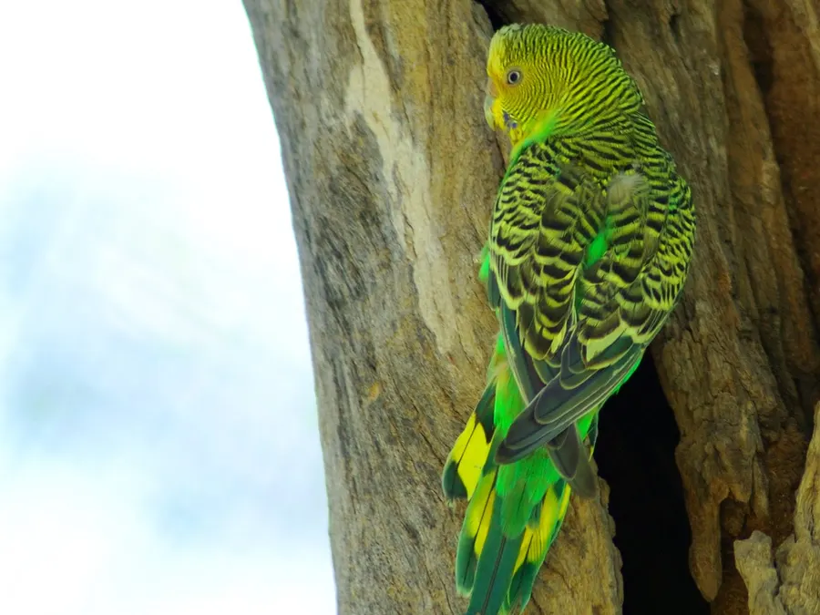 Un pappagallino verde su un ramo