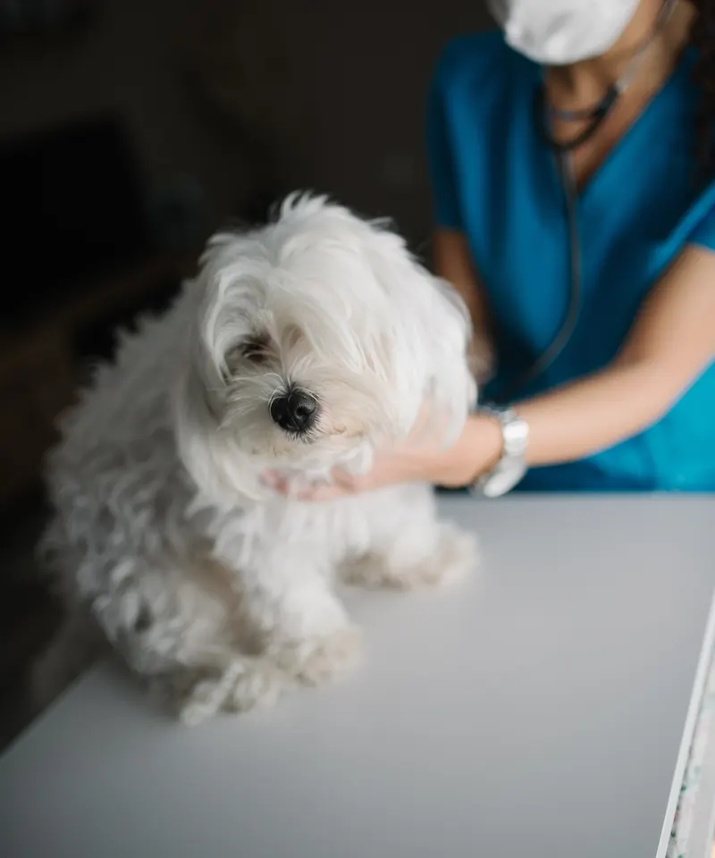 Una veterinaria visita un cagnolino bianco